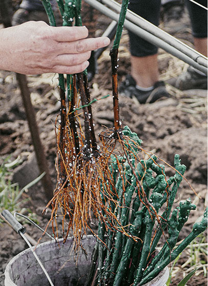 Historia - Castel Conegliano